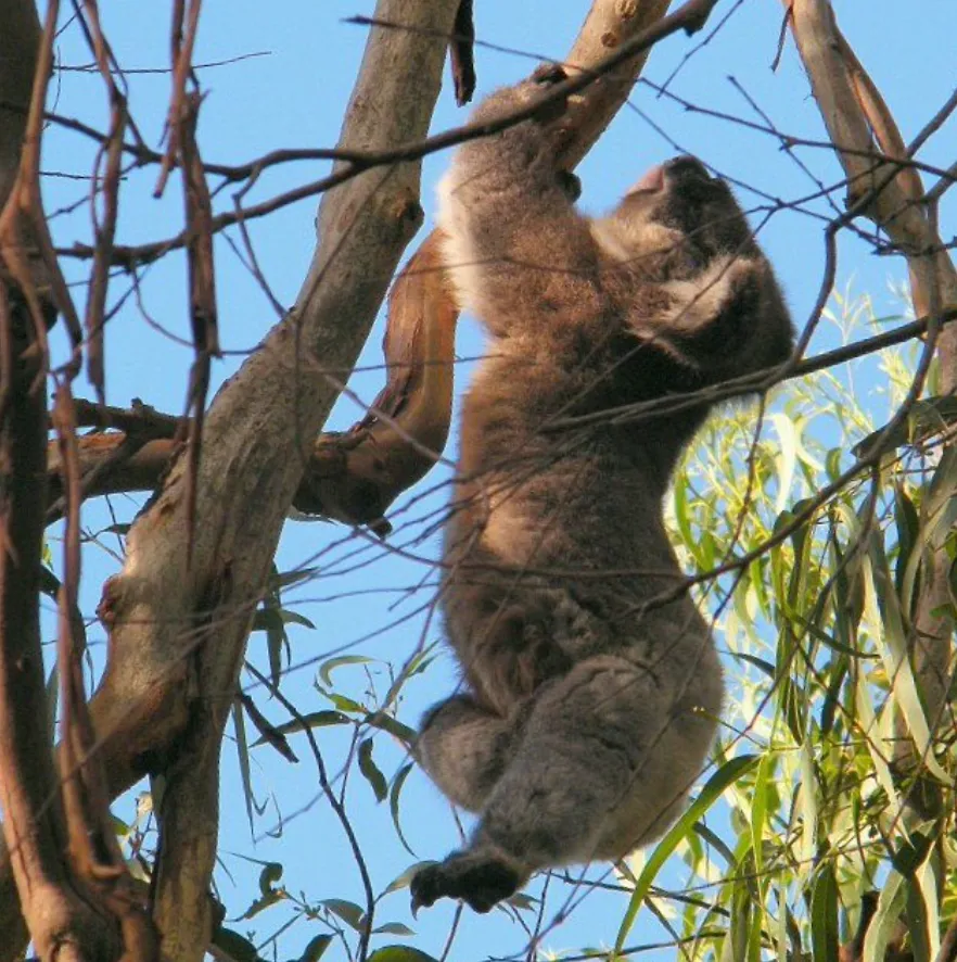 Koala Conservation Centre