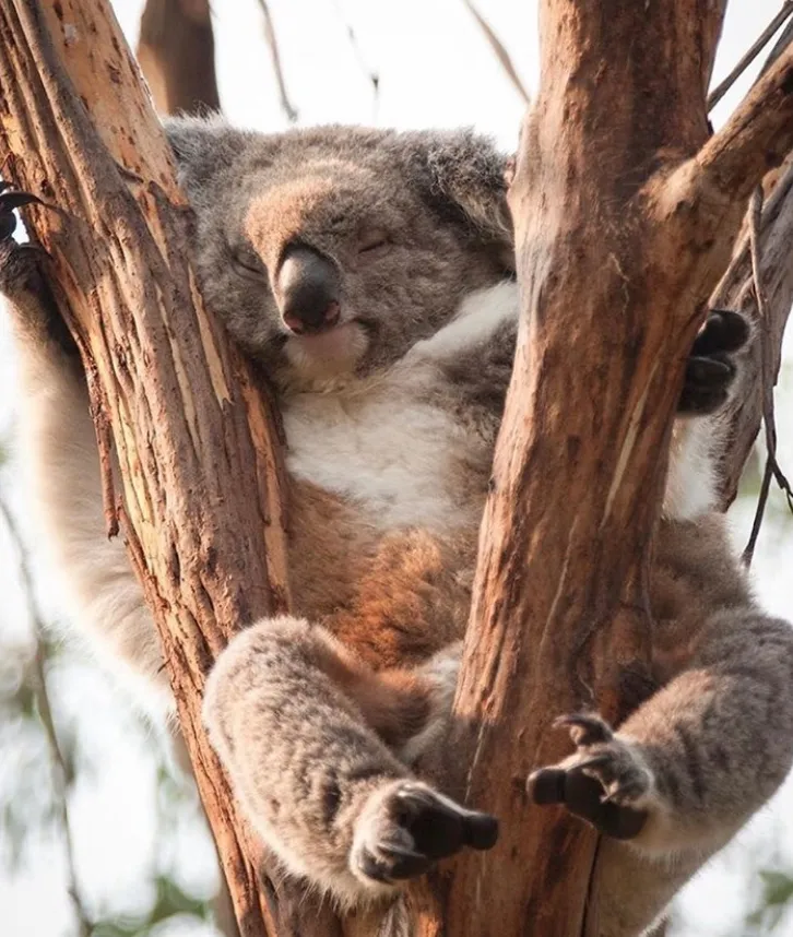 Koala Conservation Reserve