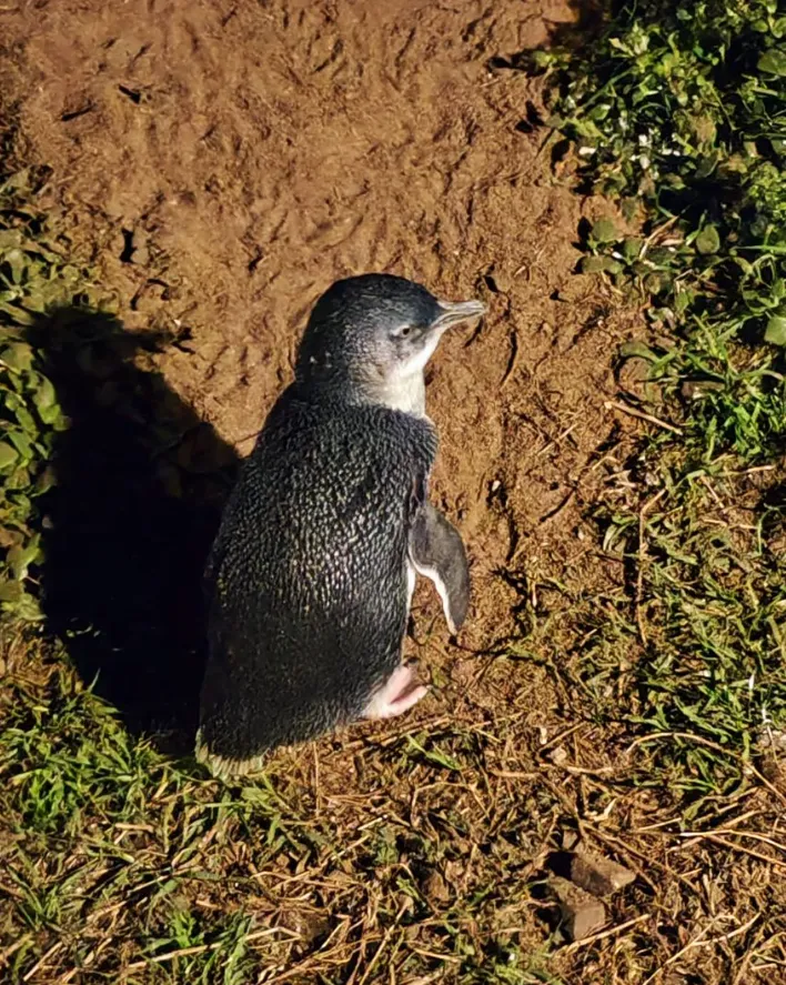 Phillip Island Penguin Parade tour