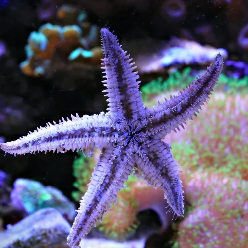 Ningaloo Reef