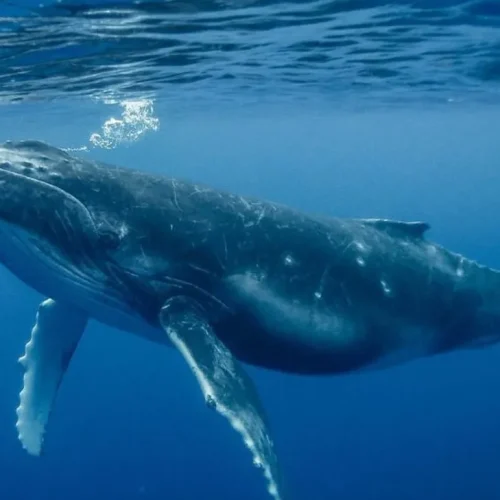 Humpback whales