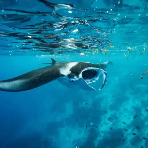 Manta rays