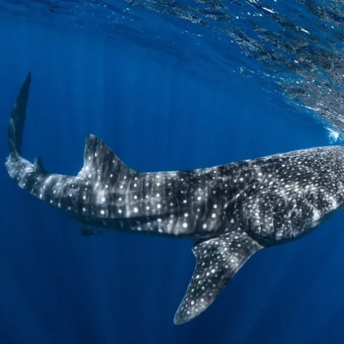 whale shark