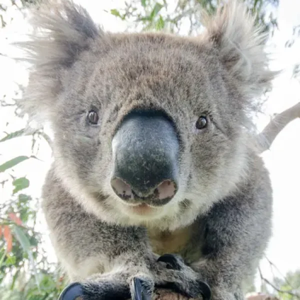best great ocean road tour
