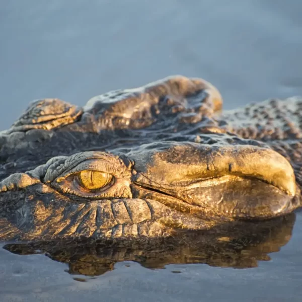 darwin crocodile tour