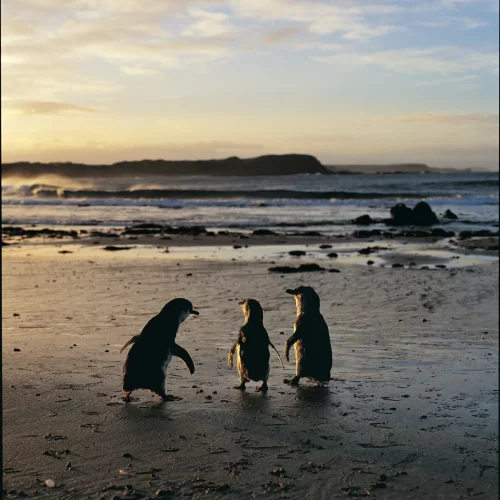 day trip to phillip island