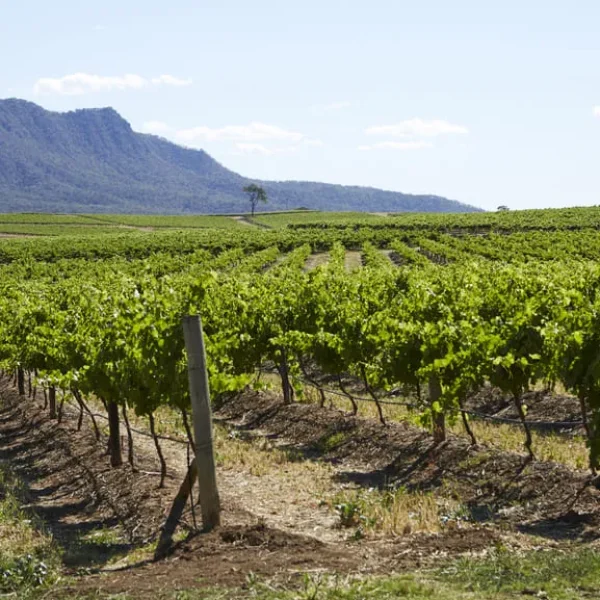 hunter wine tour