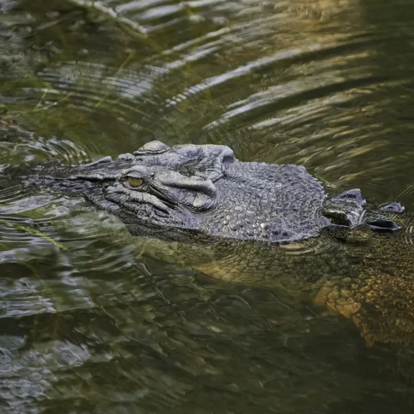 jumping croc tours darwin