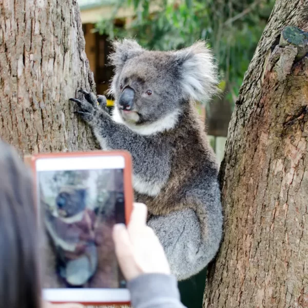 melbourne tours great ocean road