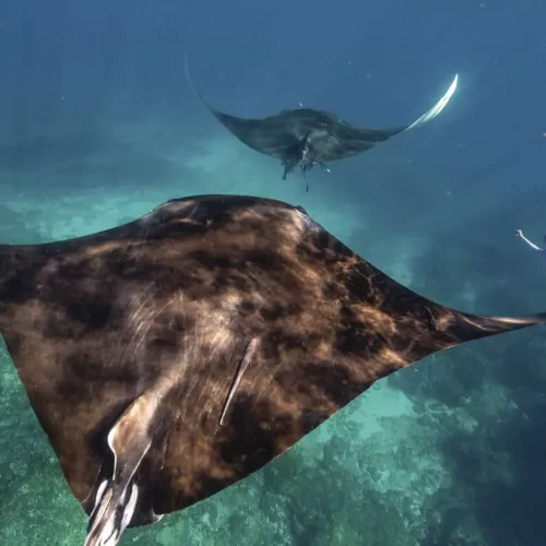 ningaloo reef whale shark tours