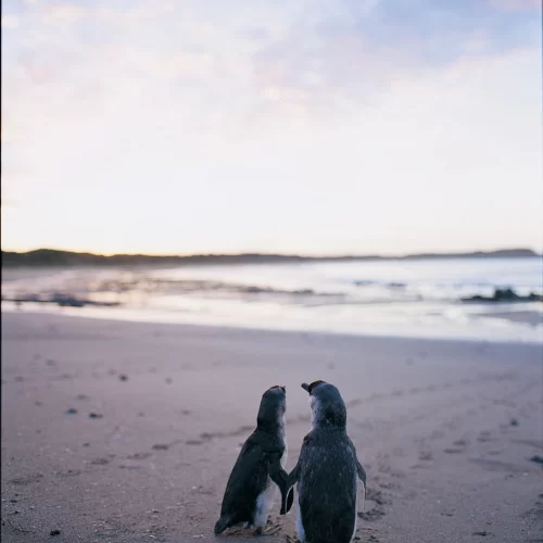 phillip island penguin tours