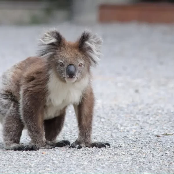 the great ocean road tour