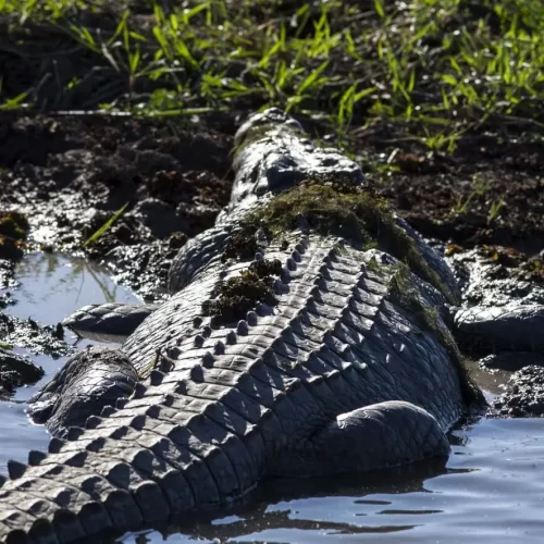 tours from darwin to katherine gorge