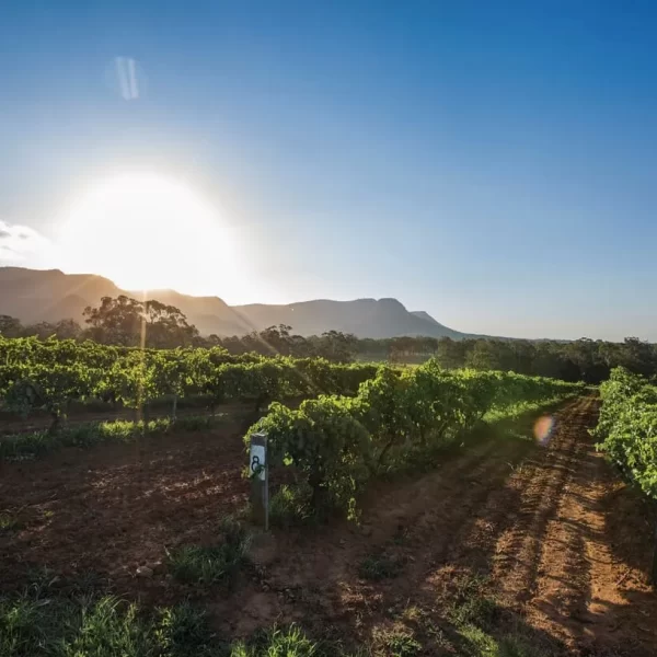 vineyard tours