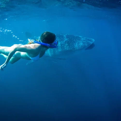 whale shark tour exmouth