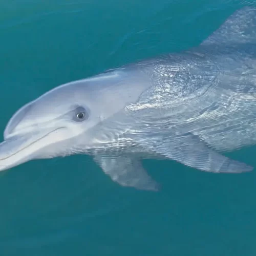 whale shark tour